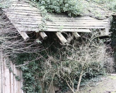 How Tree Roots Can Damage Your Home’s Foundation (and How to Stop It