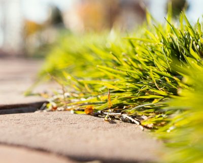 The Role of Landscaping in Foundation Protection: What to Plant (and Avoid) Around Your Home